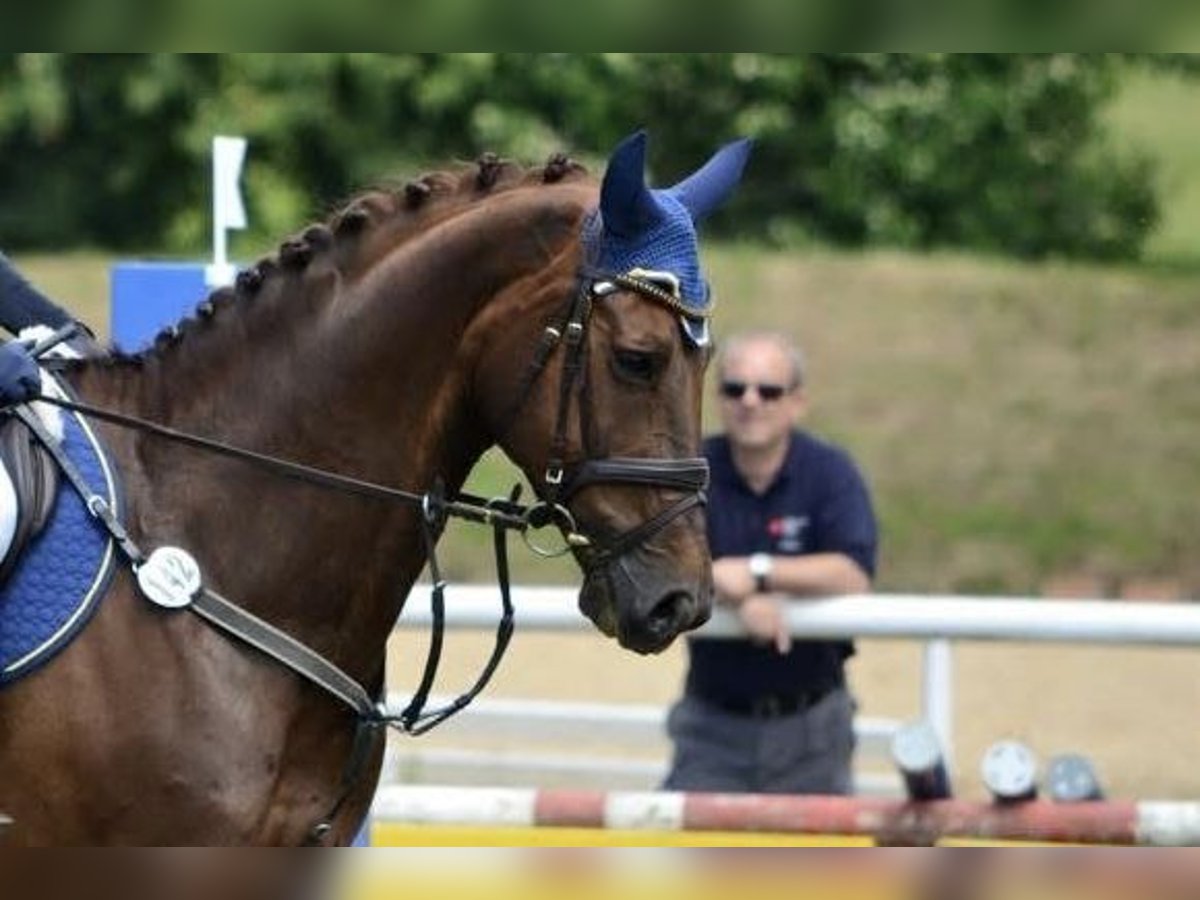 Bávaro Caballo castrado 21 años Alazán in Burgthann