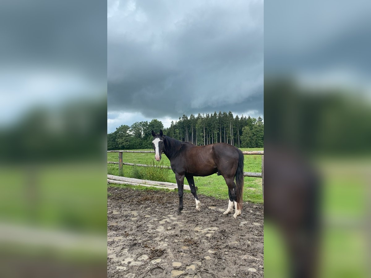 Bávaro Mestizo Caballo castrado 25 años 160 cm Morcillo in Erwitte