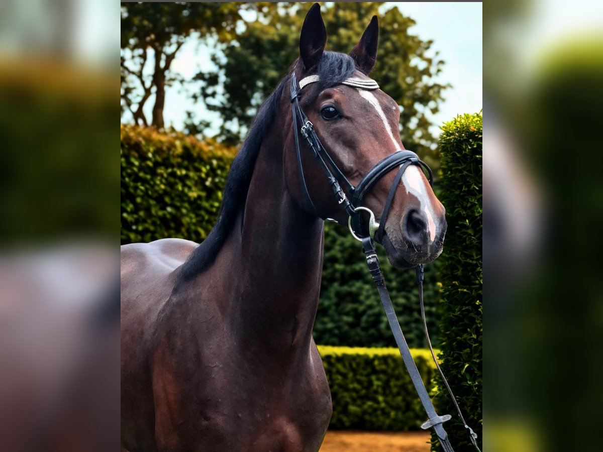 Bávaro Caballo castrado 3 años 170 cm Castaño oscuro in Waldm&#xFC;nchen