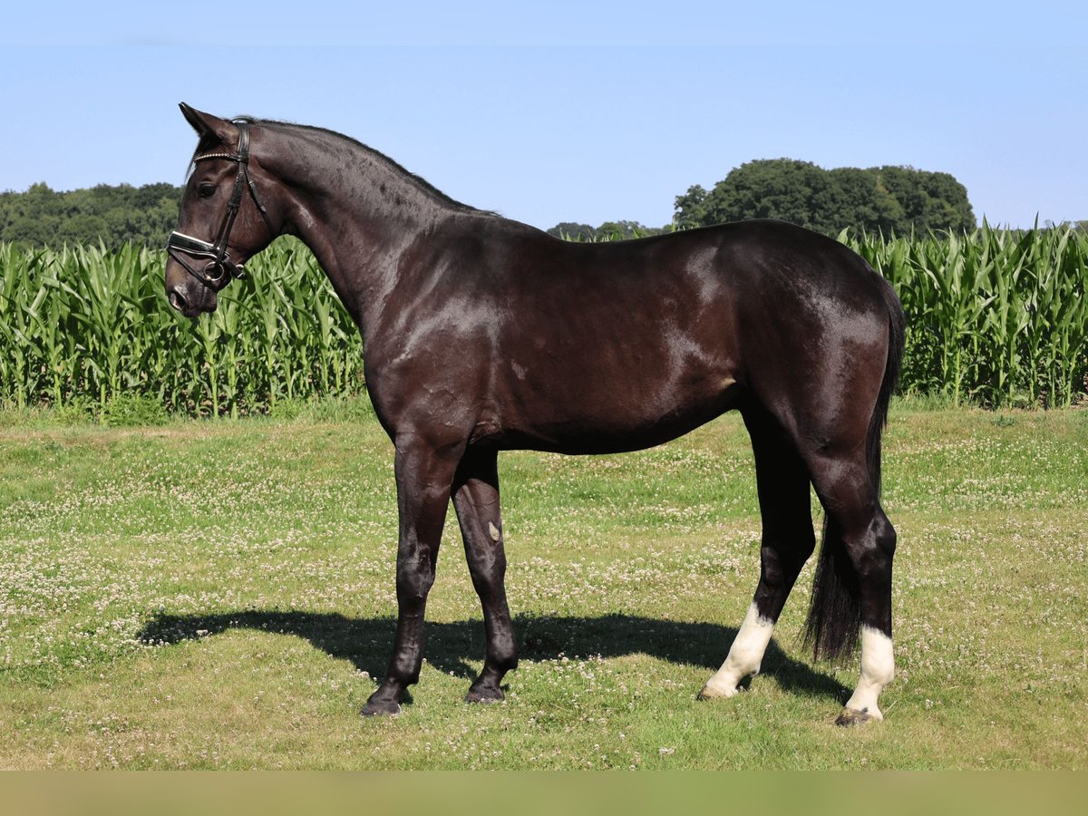 Bávaro Caballo castrado 3 años 170 cm Negro in Haftenkamp