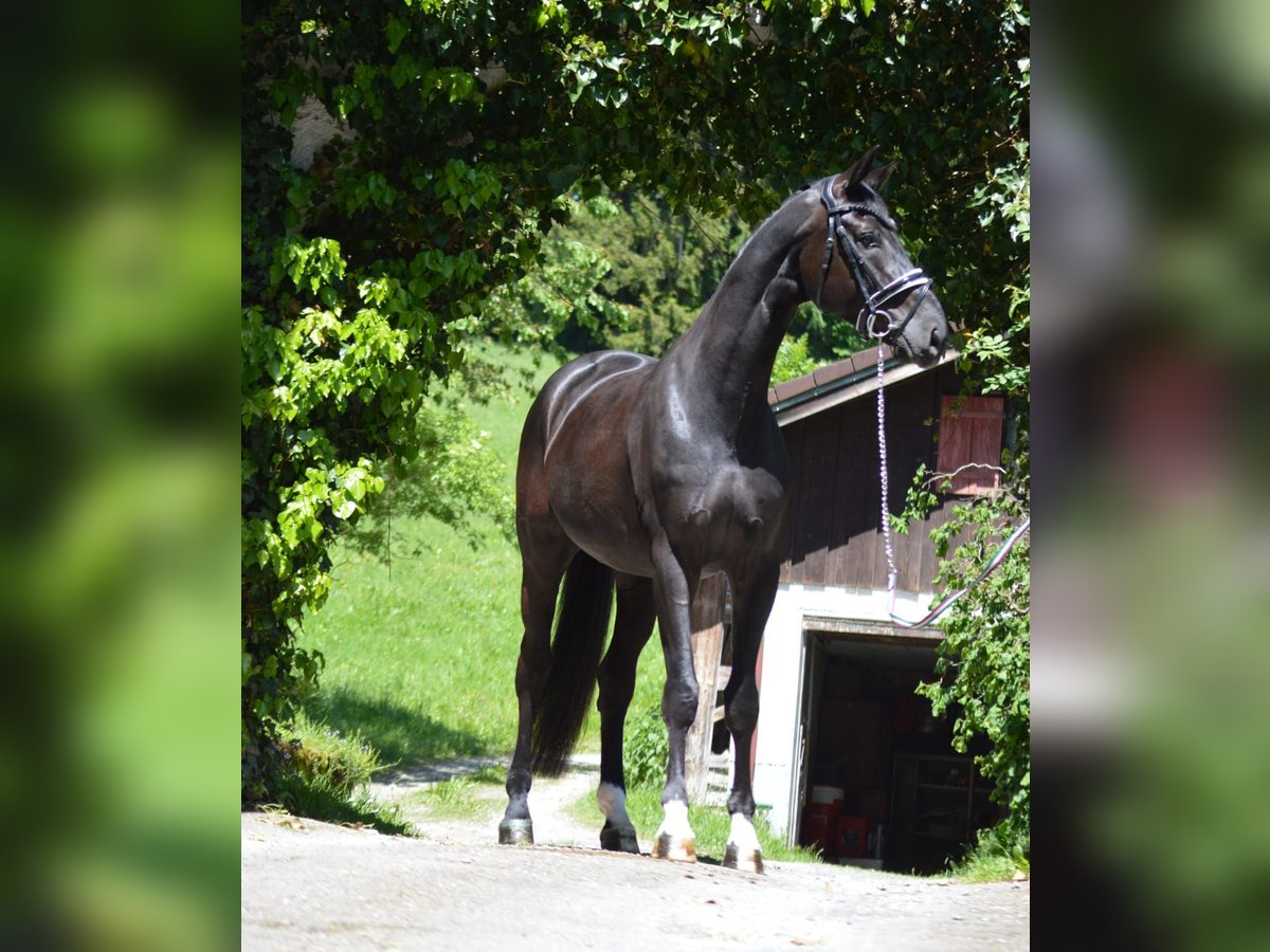 Bávaro Caballo castrado 4 años 170 cm Morcillo in Langerringen