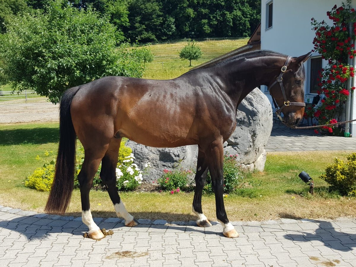 Bávaro Caballo castrado 7 años 173 cm Castaño oscuro in Erharting