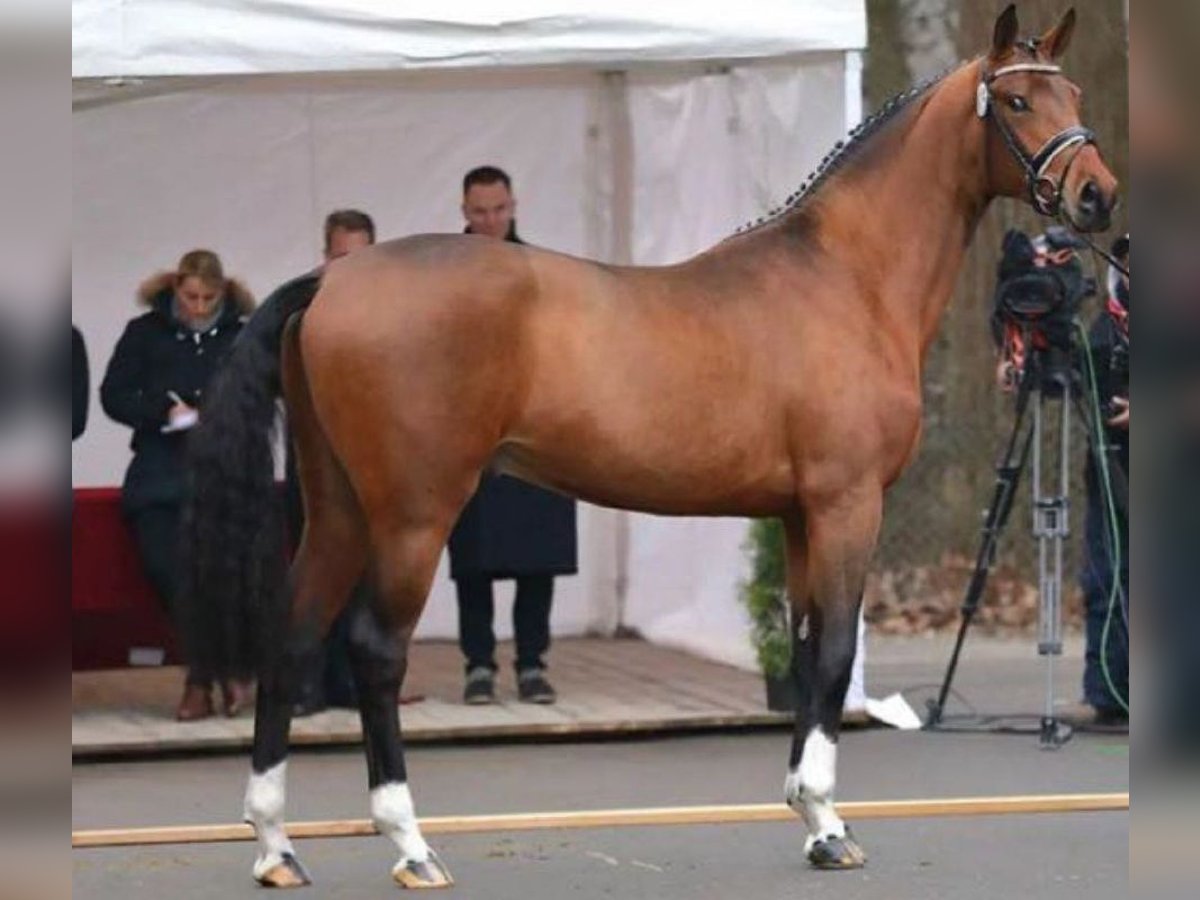 Bávaro Semental 7 años 175 cm Castaño in Riedlingen