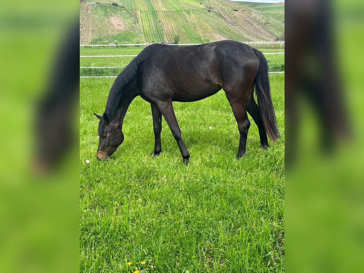 Bávaro Yegua 13 años 165 cm Castaño oscuro in Waldkirch