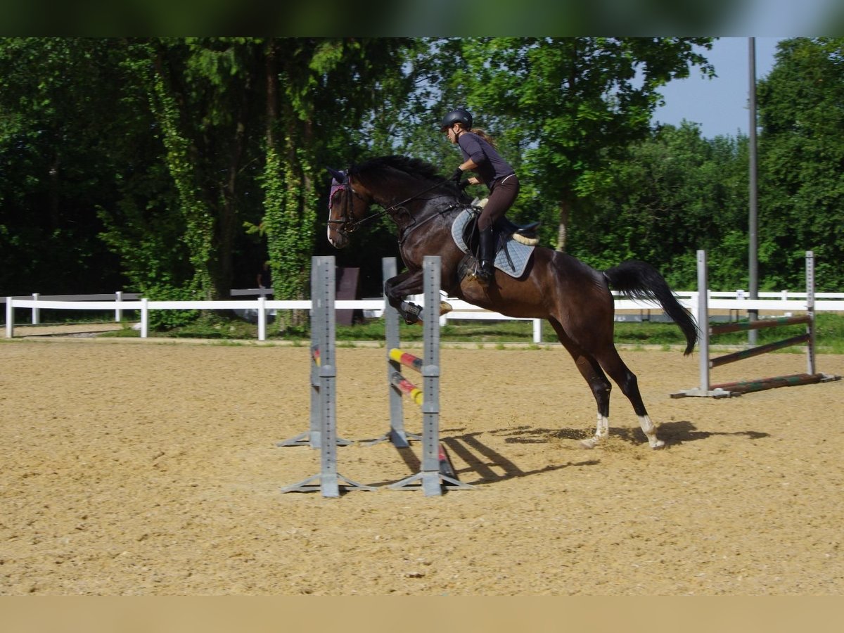 Bávaro Yegua 13 años 169 cm Castaño oscuro in Moosburg