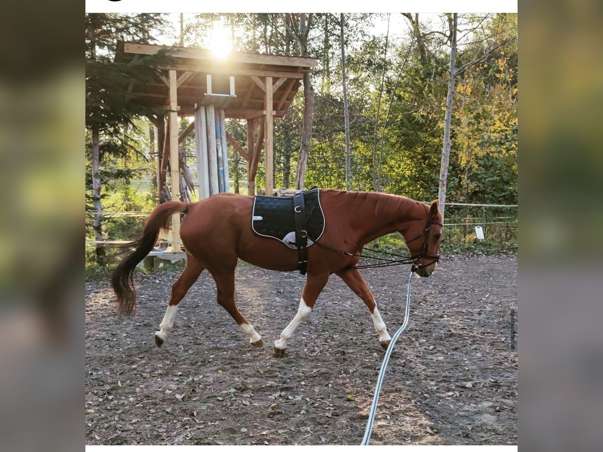 Bávaro Yegua 14 años 165 cm Alazán in Leutkirch im Allgäu