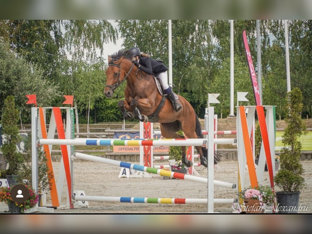 Bávaro Yegua 16 años 164 cm Castaño in Bra&#x15F;ov