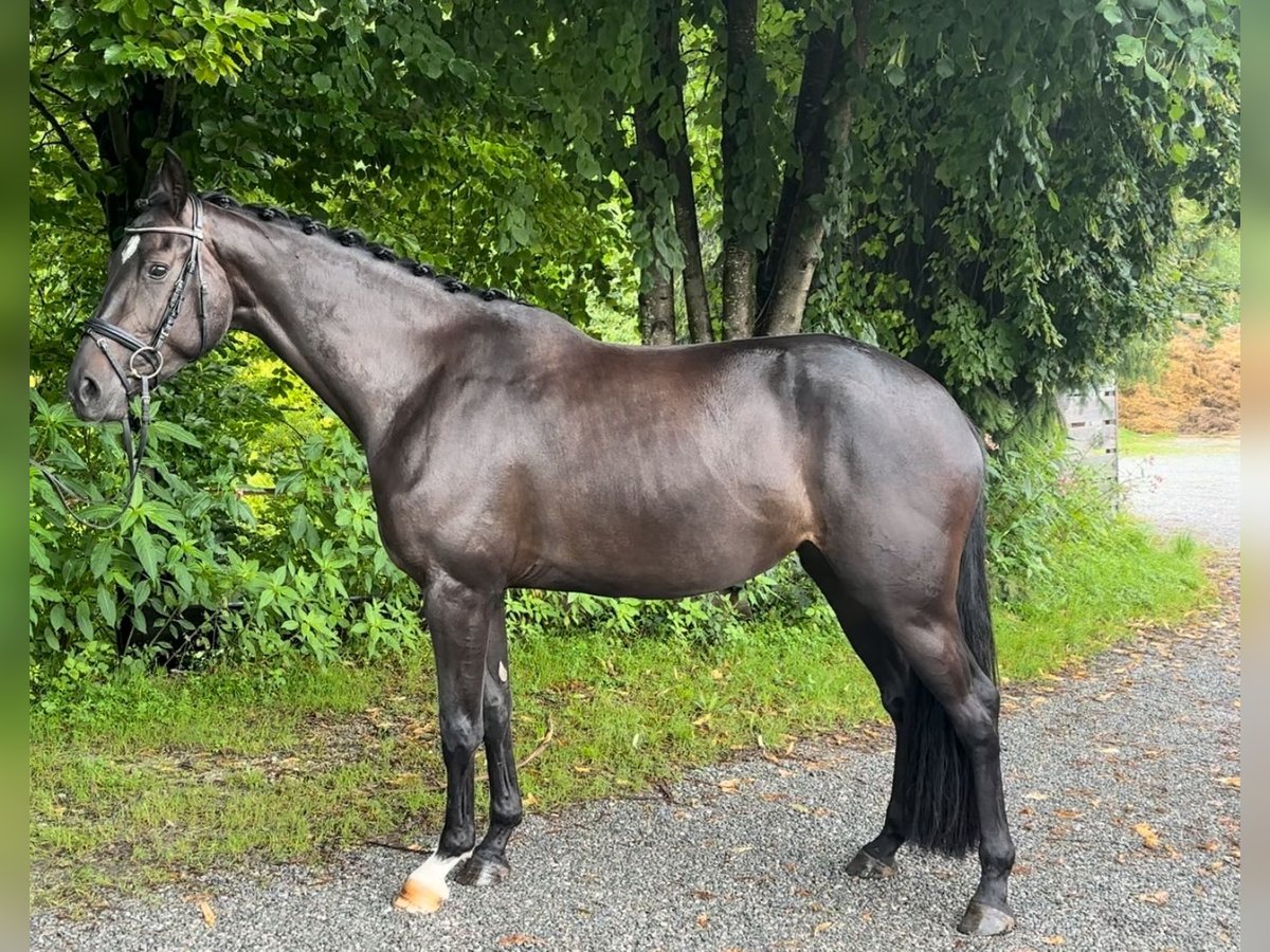 Bávaro Yegua 4 años 168 cm Negro in Seehausen am Staffelsee