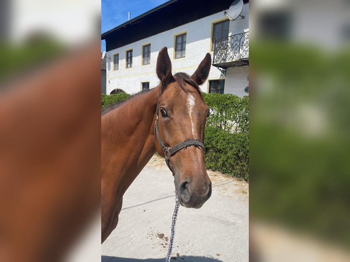 Bávaro Yegua 6 años 165 cm Alazán in Ampfing
