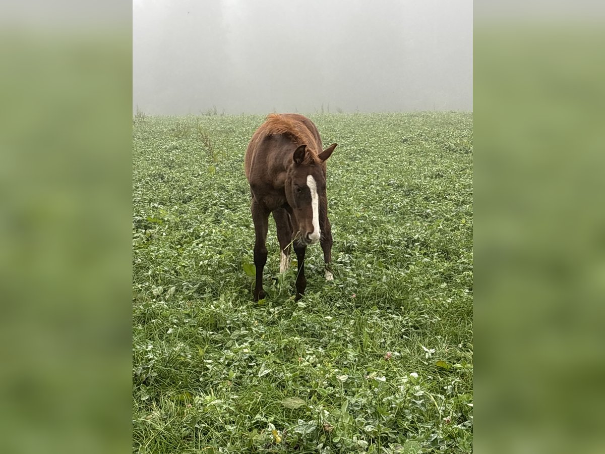 Bávaro Yegua Potro (05/2025) 170 cm Alazán-tostado in Bad Berneck im Fichtelgebirge