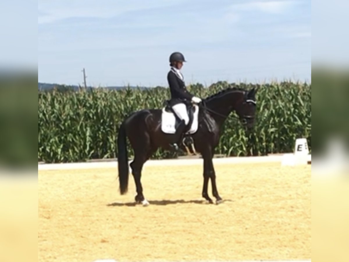 Bavarois Étalon 10 Ans 172 cm Bai brun in Bayerisch Gmain