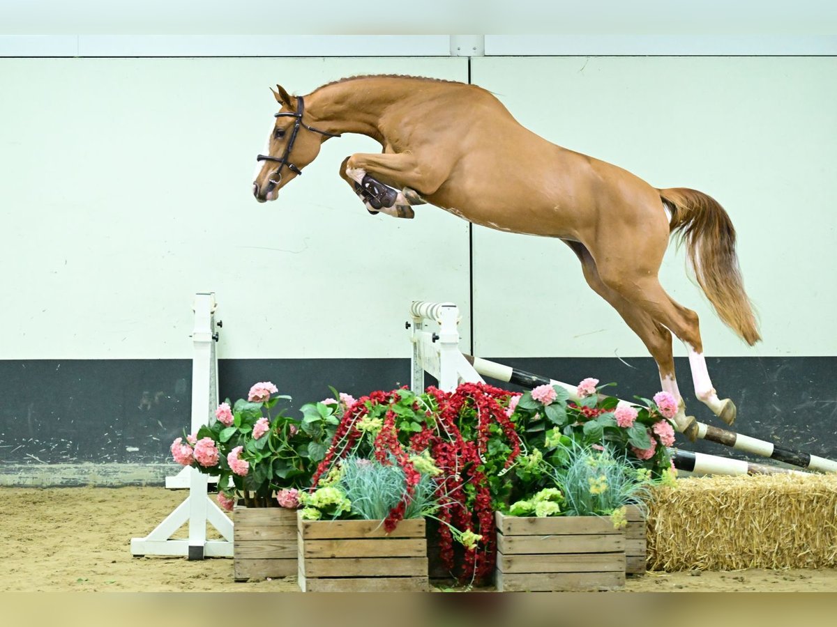 Bavarois Étalon 2 Ans 164 cm Alezan in Bladel