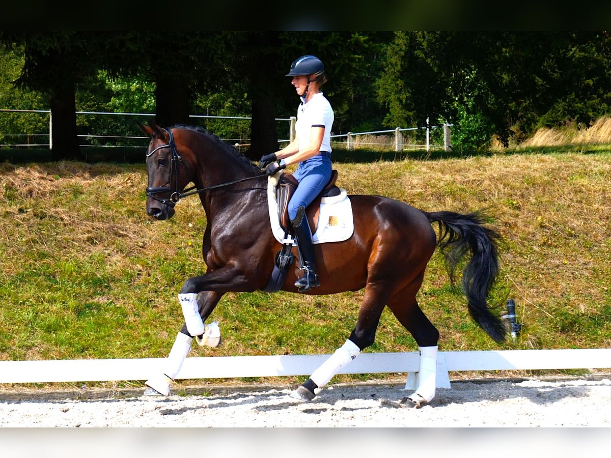 Bavarois Hongre 11 Ans 172 cm Bai brun foncé in Freiensteinau