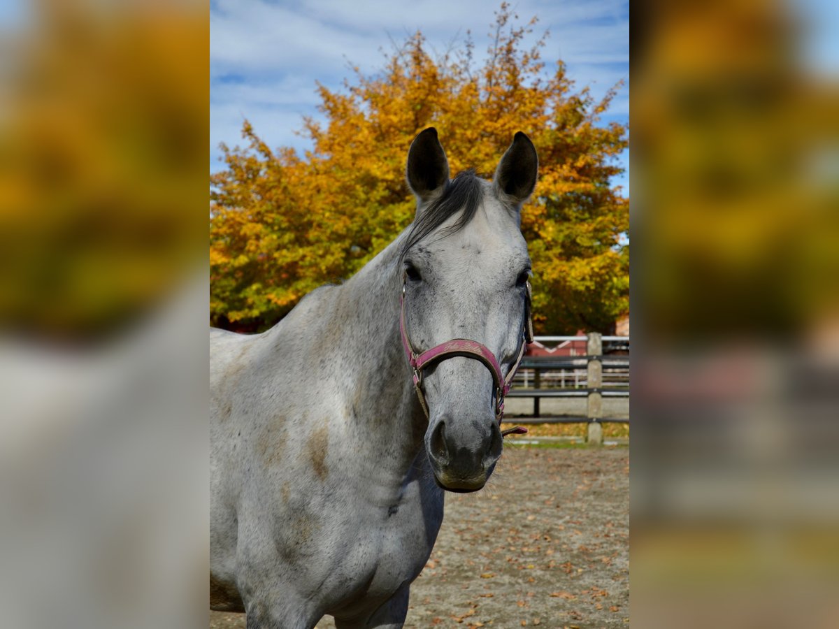 Bavarois Hongre 13 Ans 179 cm Gris in Reutte