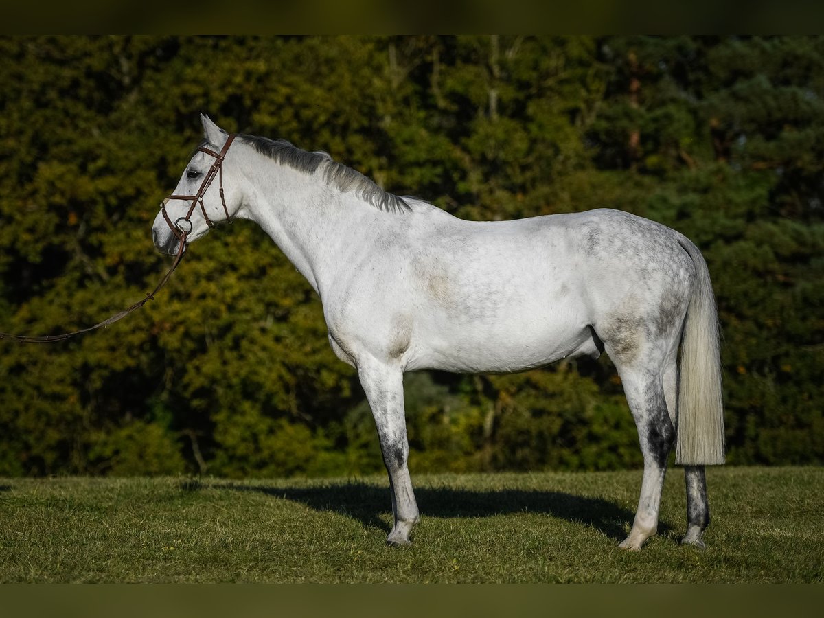 Bavarois Hongre 14 Ans 172 cm Gris pommelé in Schopfheim