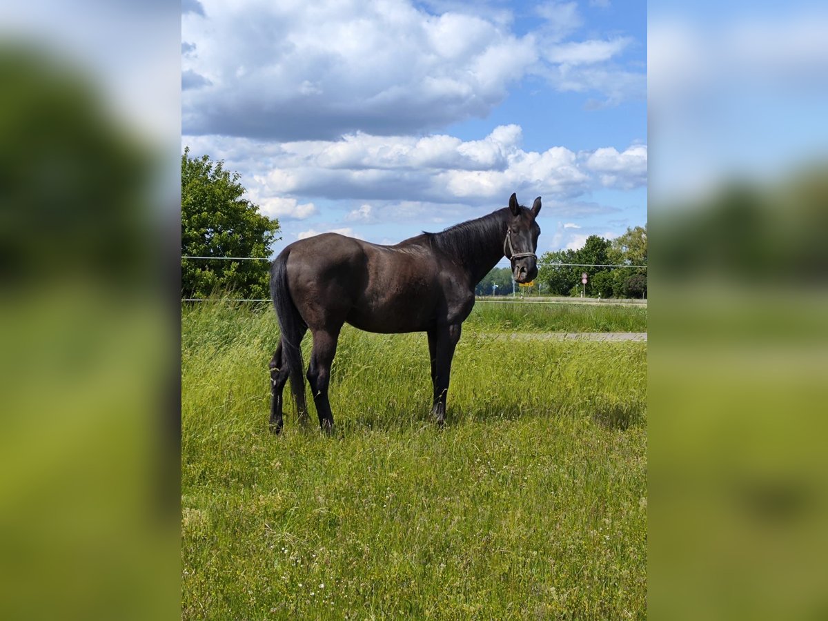 Bavarois Hongre 14 Ans 178 cm Noir in Dillingen an der Donau