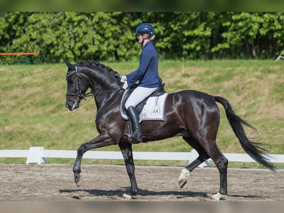 Bavarois Hongre 15 Ans 172 cm Noir in Taufkirchen