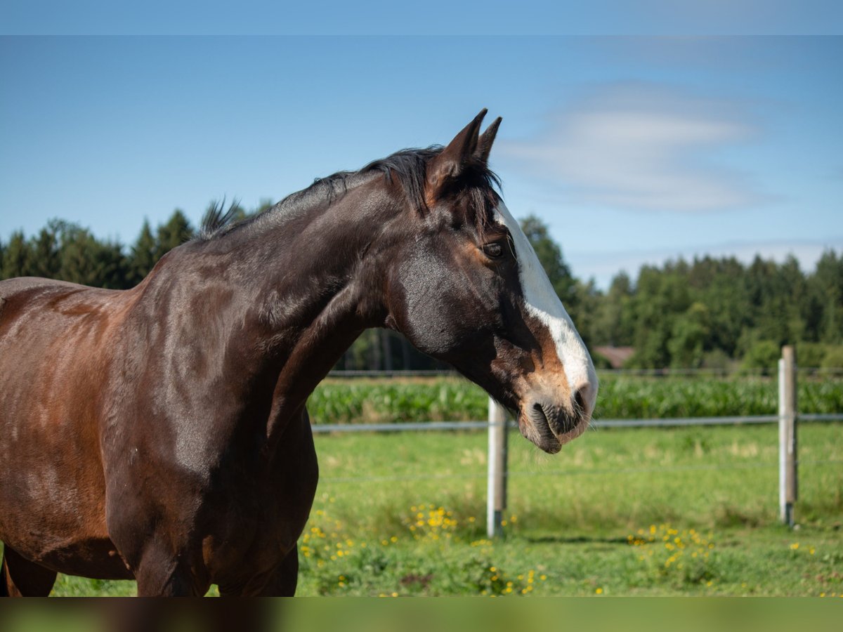Bavarois Hongre 20 Ans 167 cm Bai brun foncé in Sauerlach