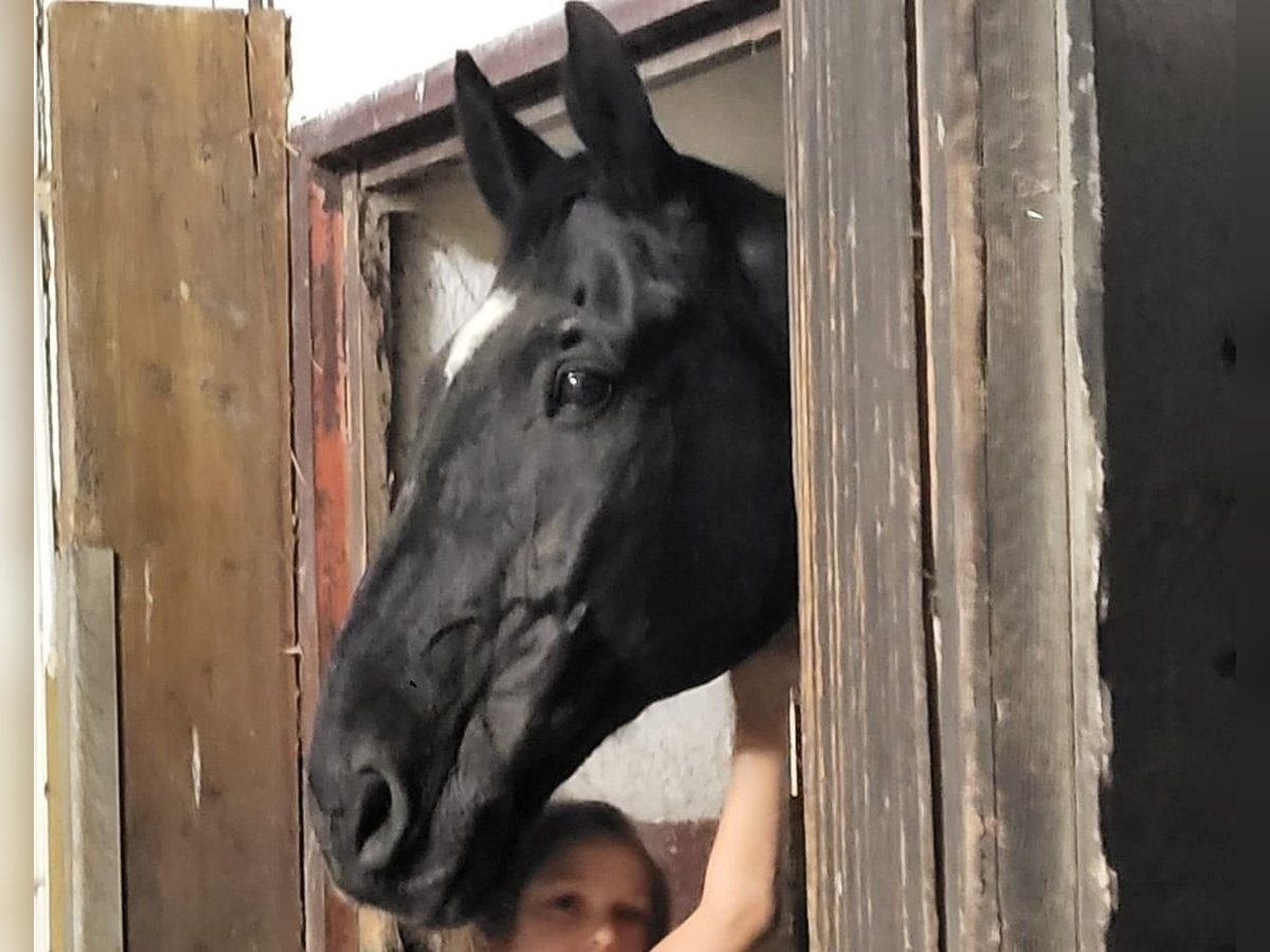 Bavarois Hongre 22 Ans 172 cm Noir in Forstinning