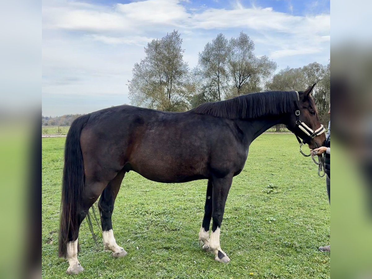 Bavarois Hongre 7 Ans 177 cm Bai brun in Eurasburg