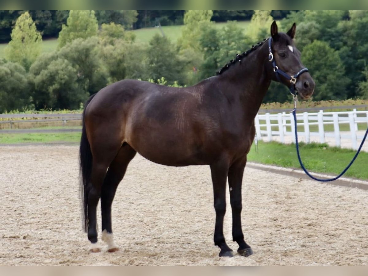 Bavarois Jument 15 Ans 165 cm Bai brun in Bad blumau