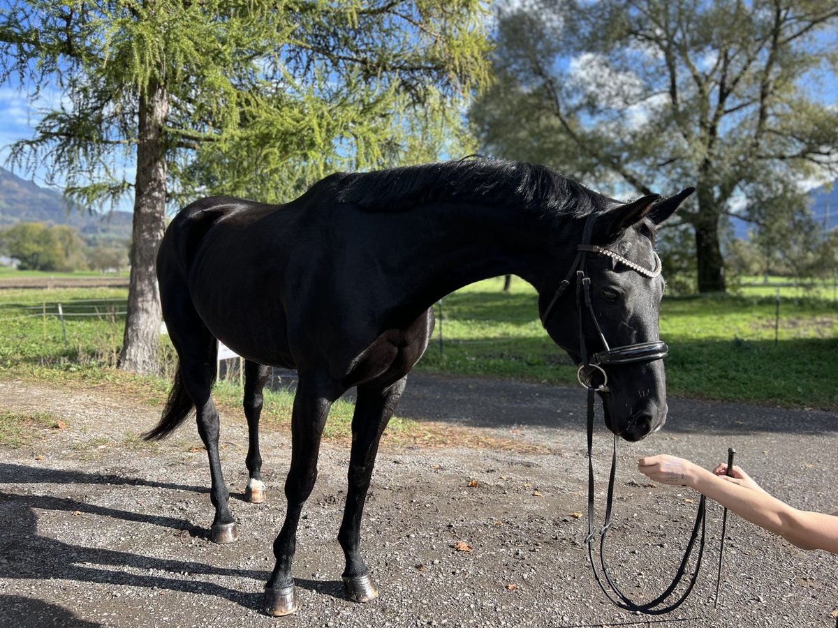 Bavarois Jument 15 Ans 166 cm Noir in Schlins