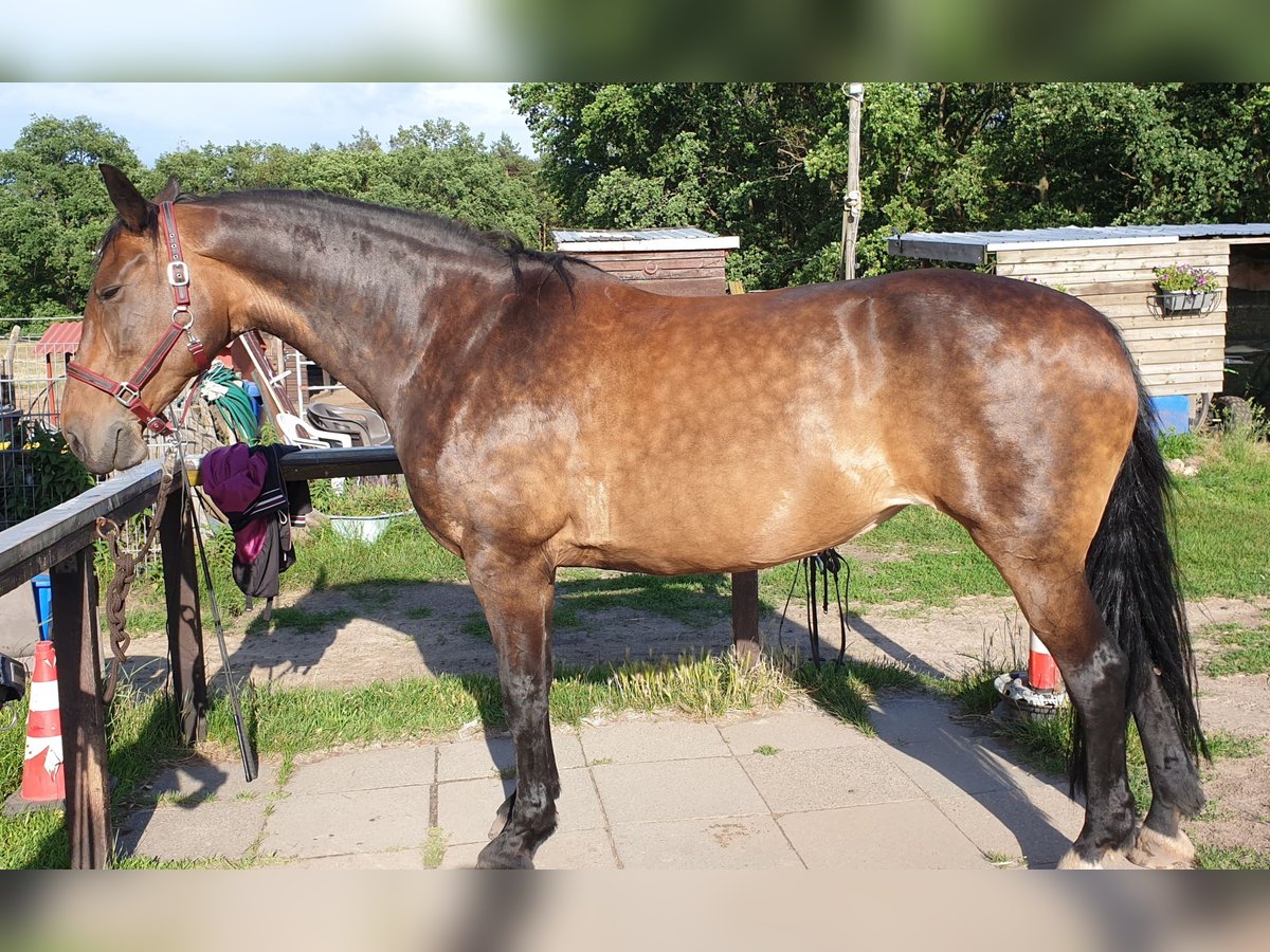 Bavarois Croisé Jument 18 Ans 172 cm Bai brun in Schönefeld