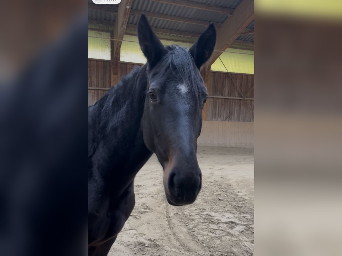 Bavarois Jument 5 Ans 170 cm Bai brun foncé in Bayrischzell