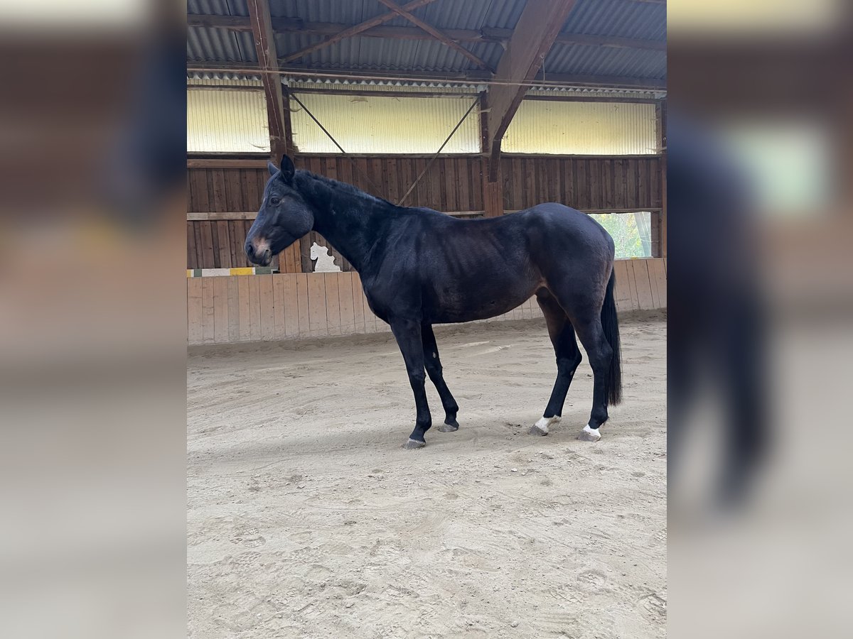 Bavarois Jument 5 Ans 170 cm Bai brun foncé in Bayrischzell