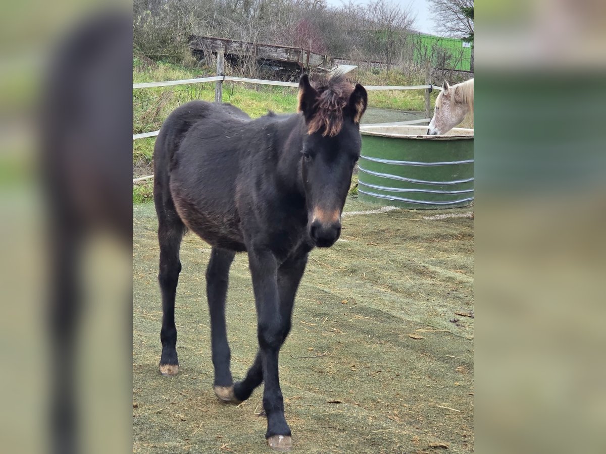 Bavarois Croisé Jument Poulain (07/2025) 160 cm Peut devenir gris in Gau Bickelheim
