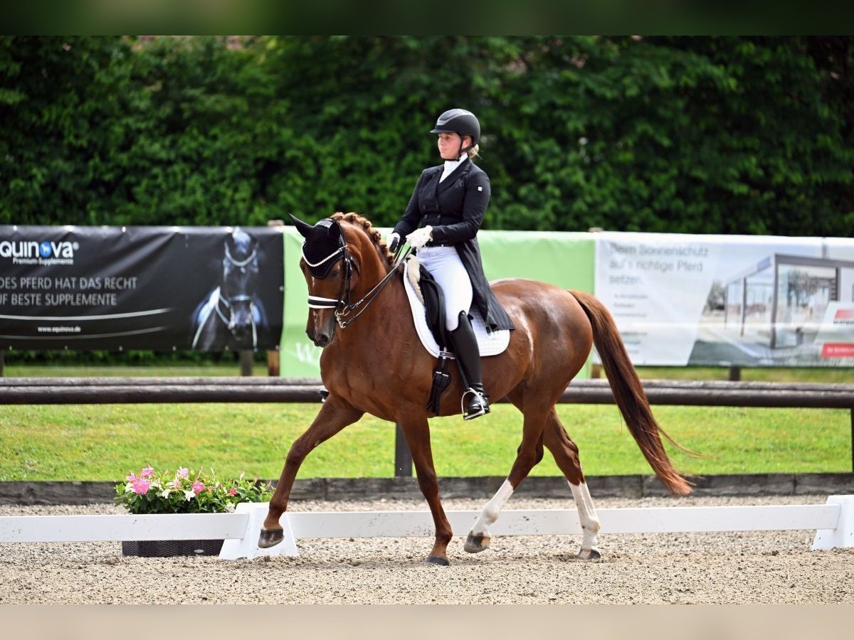 Bawarski koń gorącokrwisty Klacz 11 lat 165 cm Kasztanowata in Finsing