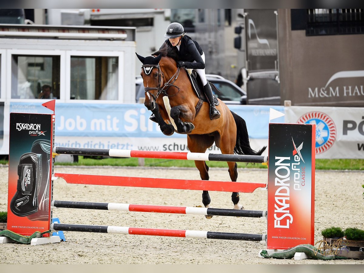 Bawarski koń gorącokrwisty Klacz 12 lat 165 cm Gniada in Aying