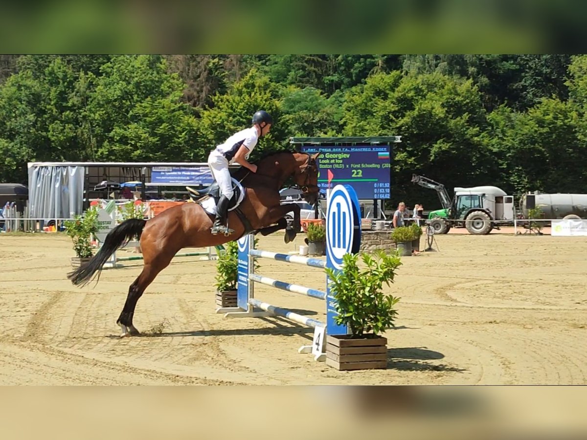 Bawarski koń gorącokrwisty Klacz 12 lat 170 cm Gniada in Dudeldorf