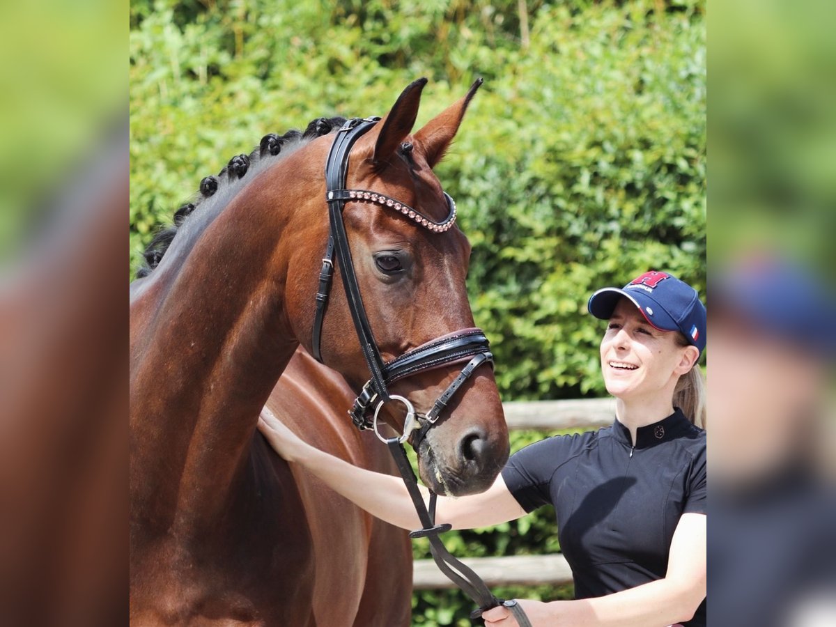 Bawarski koń gorącokrwisty Klacz 12 lat 171 cm Ciemnogniada in Erftstadt