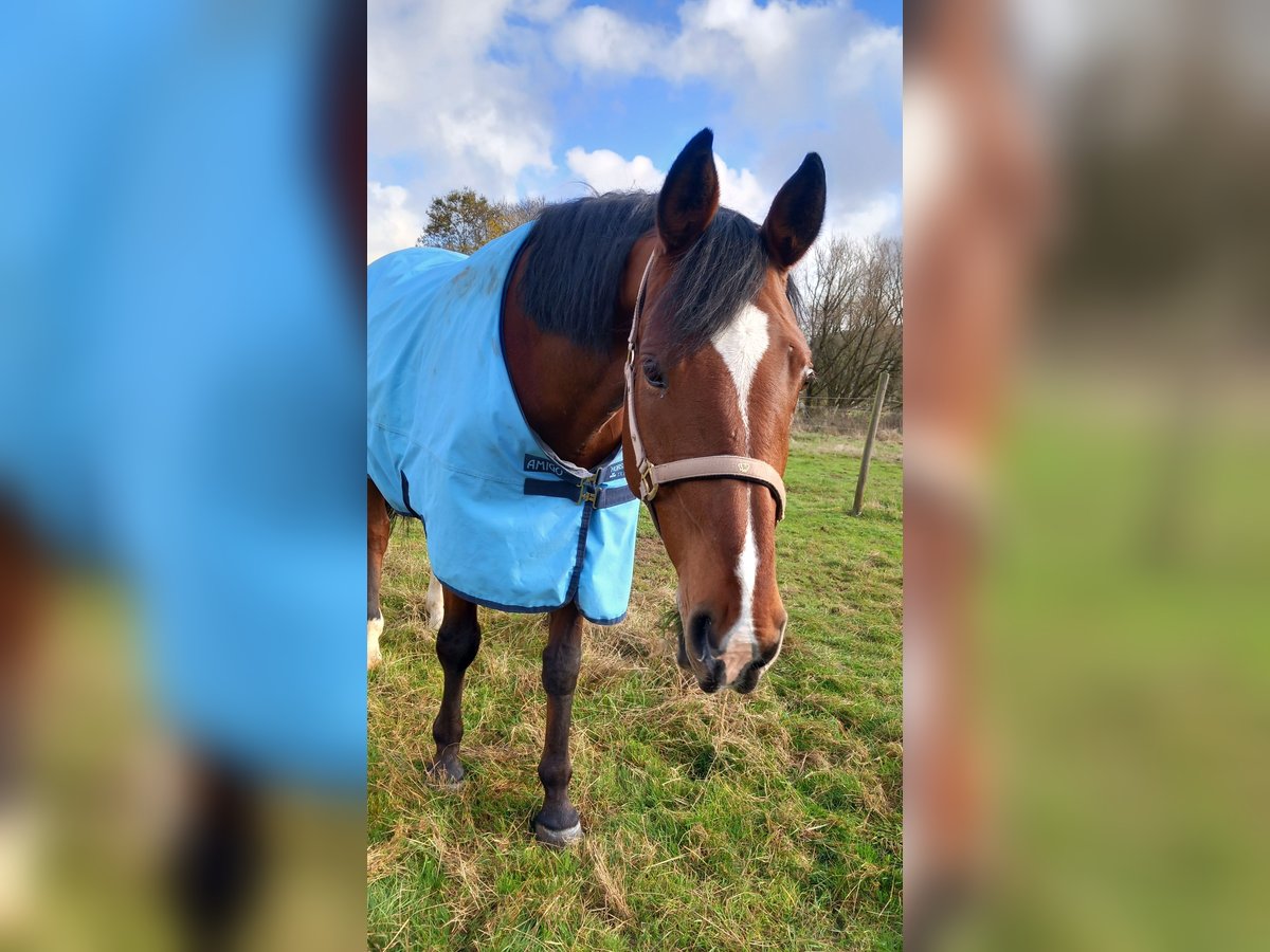Bawarski koń gorącokrwisty Klacz 13 lat 170 cm Gniada in Freiensteinau