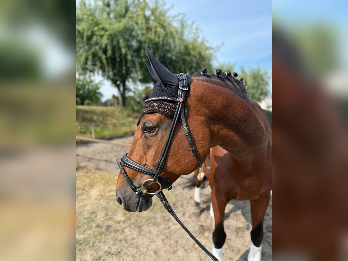 Bawarski koń gorącokrwisty Klacz 13 lat 174 cm Gniada in Schwetzingen