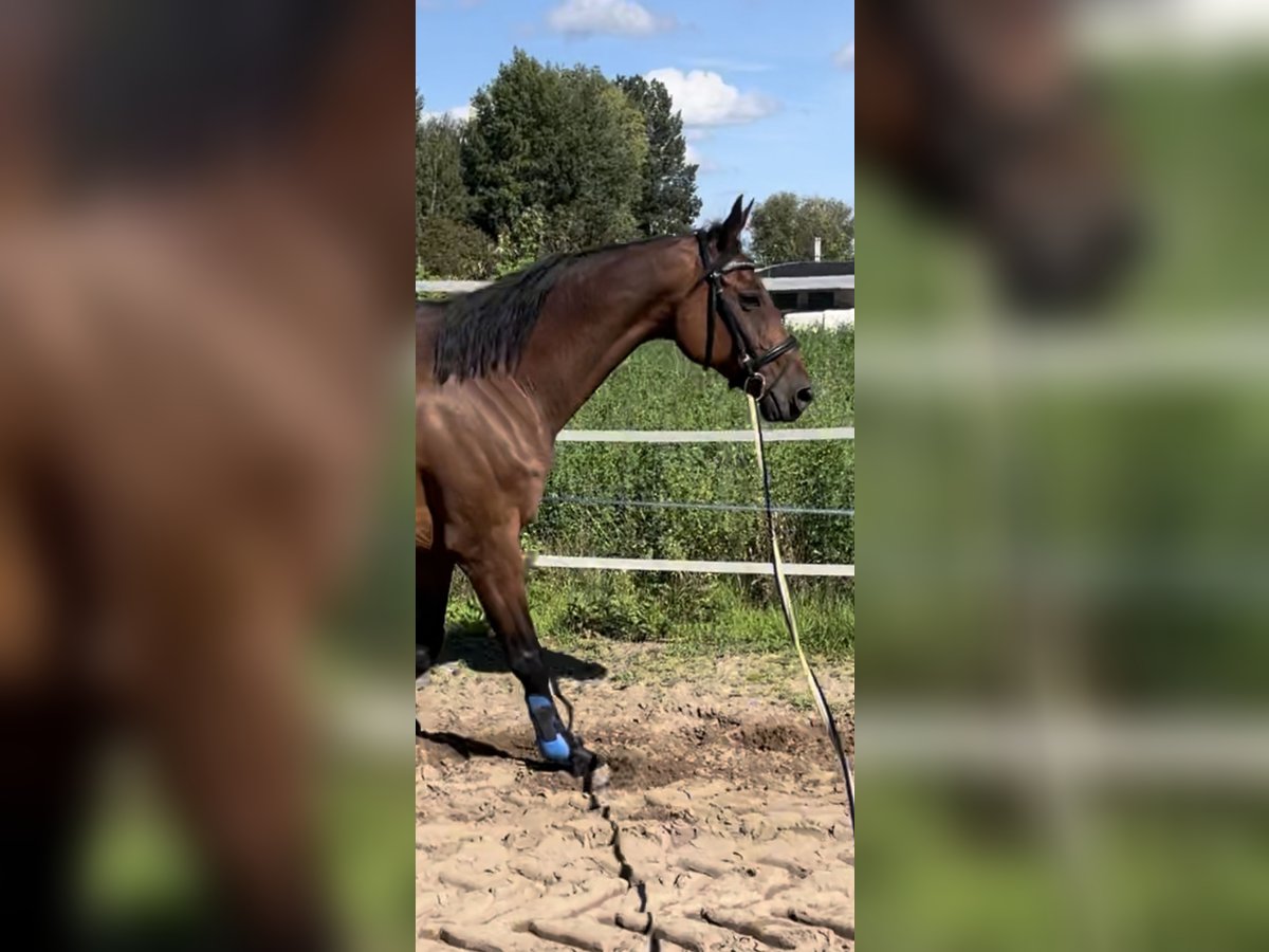Bawarski koń gorącokrwisty Klacz 15 lat 162 cm Ciemnogniada in Darmstadt