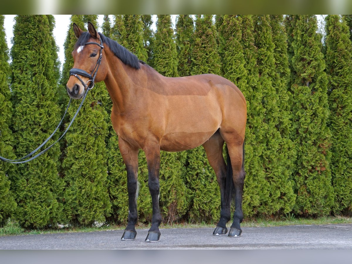 Bawarski koń gorącokrwisty Klacz 15 lat 164 cm Gniada in Pfaffenhofen an der Ilm