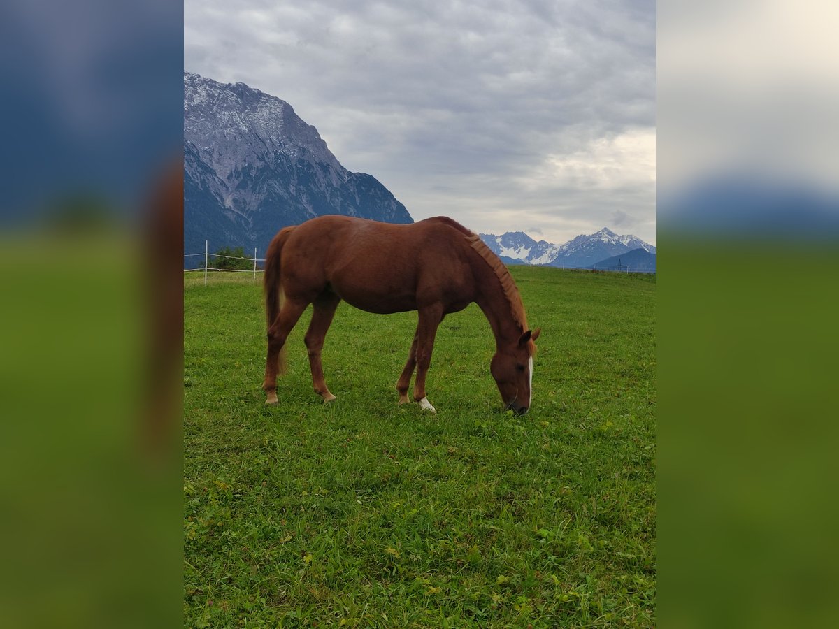 Bawarski koń gorącokrwisty Klacz 19 lat 163 cm in Mittenwald