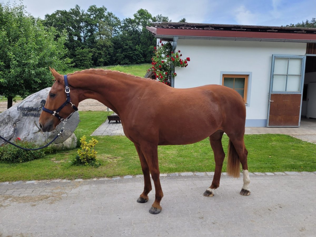 Bawarski koń gorącokrwisty Klacz 4 lat 167 cm Ciemnokasztanowata in Erharting