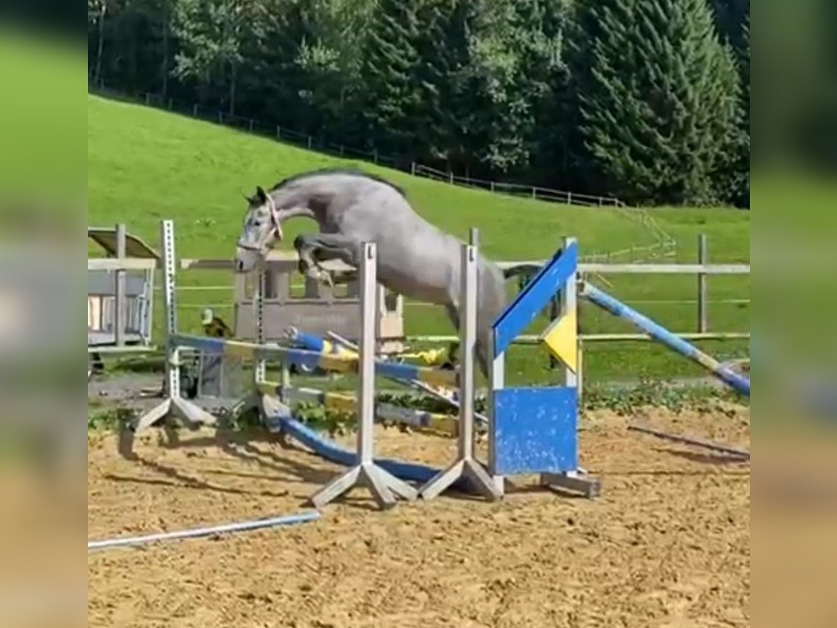 Bawarski koń gorącokrwisty Klacz 6 lat 164 cm Siwa in Bocholt