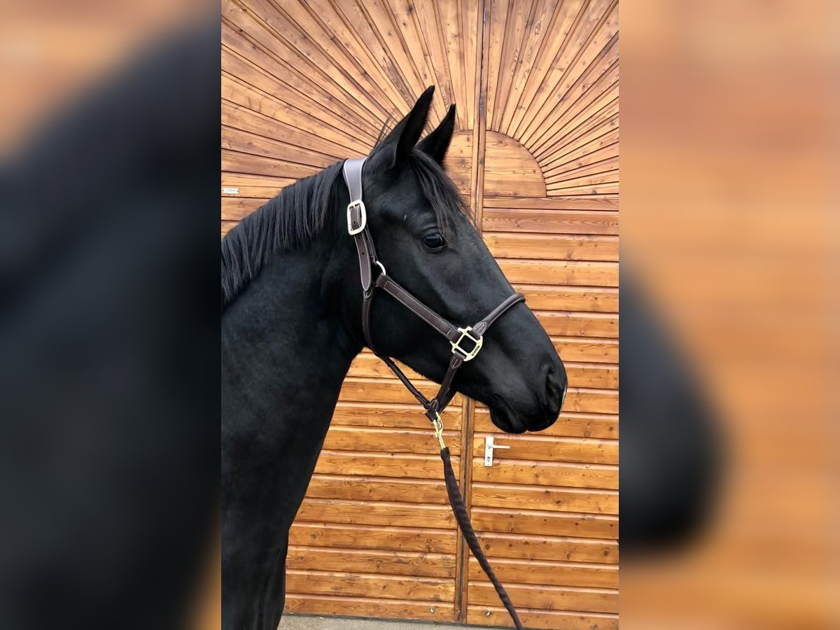 Bawarski koń gorącokrwisty Klacz 6 lat 165 cm Kara in Weidet