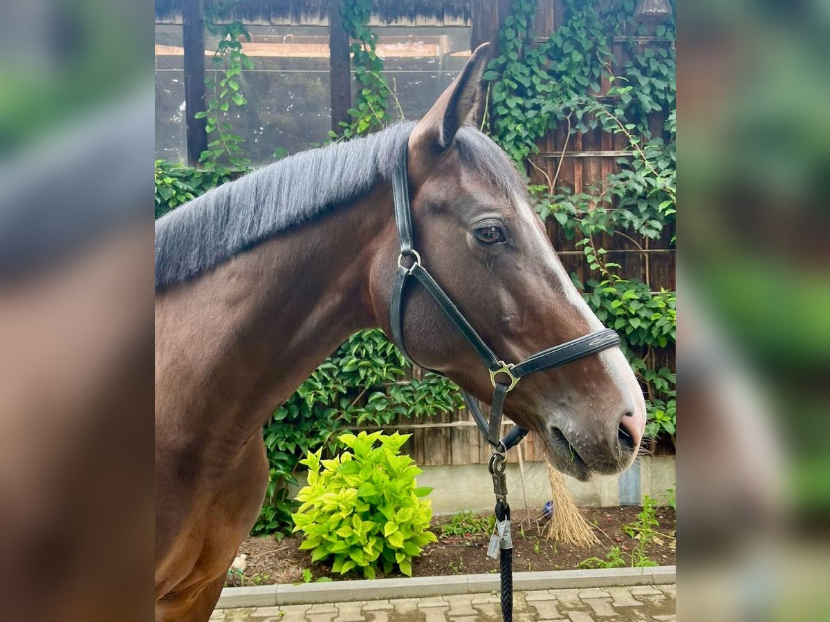 Bawarski koń gorącokrwisty Klacz 8 lat 168 cm Gniada in Neubeuern