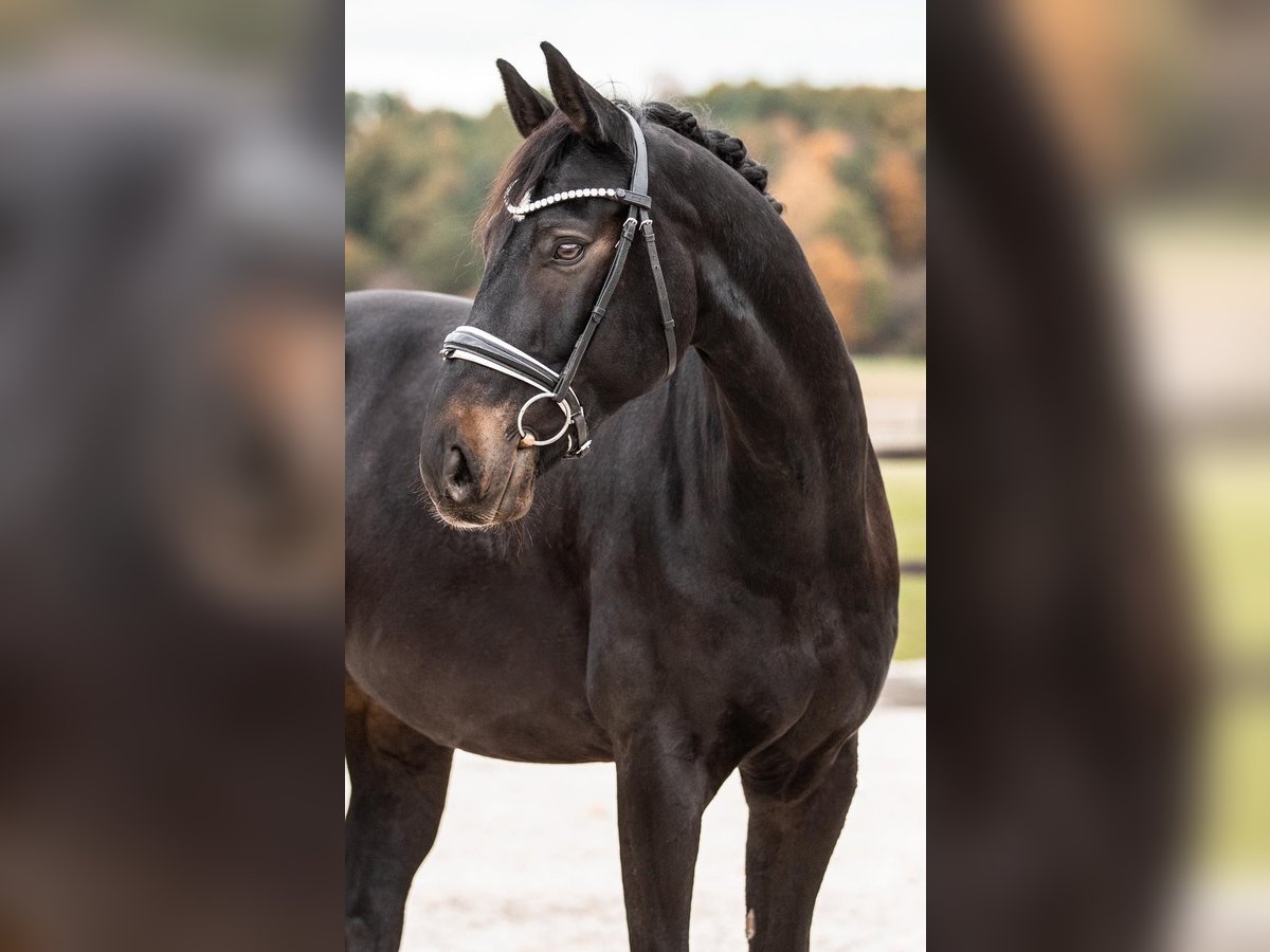 Bawarski koń gorącokrwisty Wałach 10 lat 170 cm Kara in K&#xFC;mmersbruck