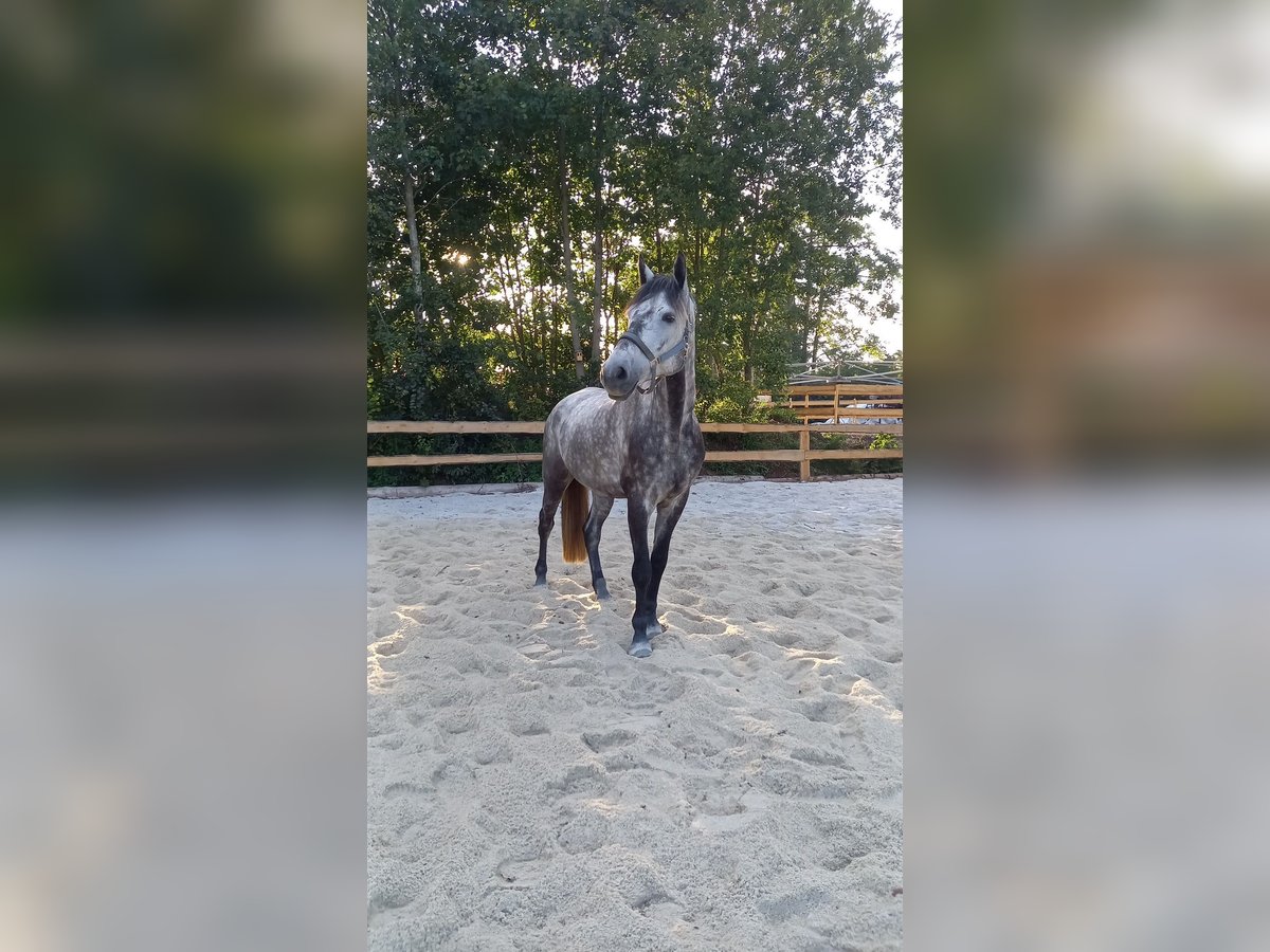 Bawarski koń gorącokrwisty Wałach 10 lat 170 cm Siwa in Feldkirchen-Westerham