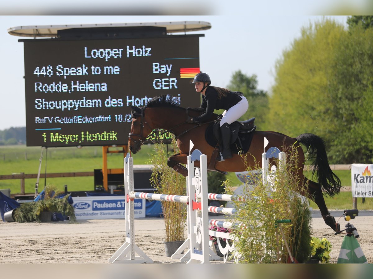 Bawarski koń gorącokrwisty Wałach 12 lat 170 cm Gniada in Strande