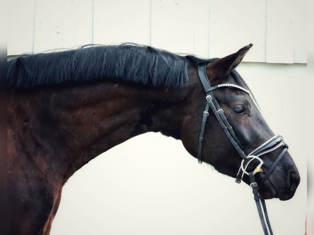Bawarski koń gorącokrwisty Wałach 4 lat 161 cm Skarogniada in Wolfsbach
