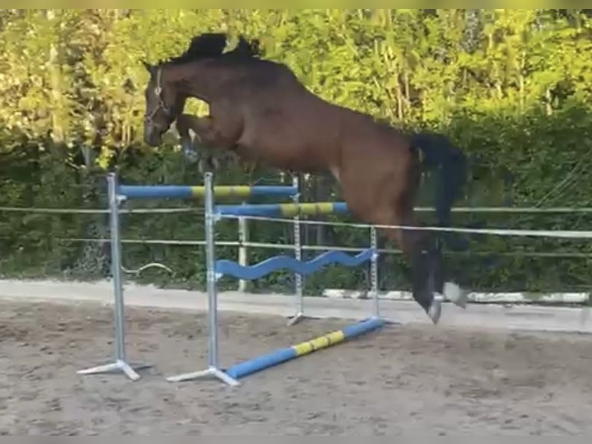 Bawarski koń gorącokrwisty Wałach 5 lat 172 cm Gniada in Uffenheim