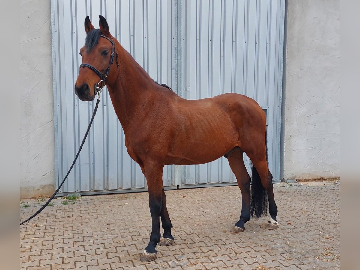 Bawarski koń gorącokrwisty Wałach 12 lat 162 cm Gniada in Heßdorf