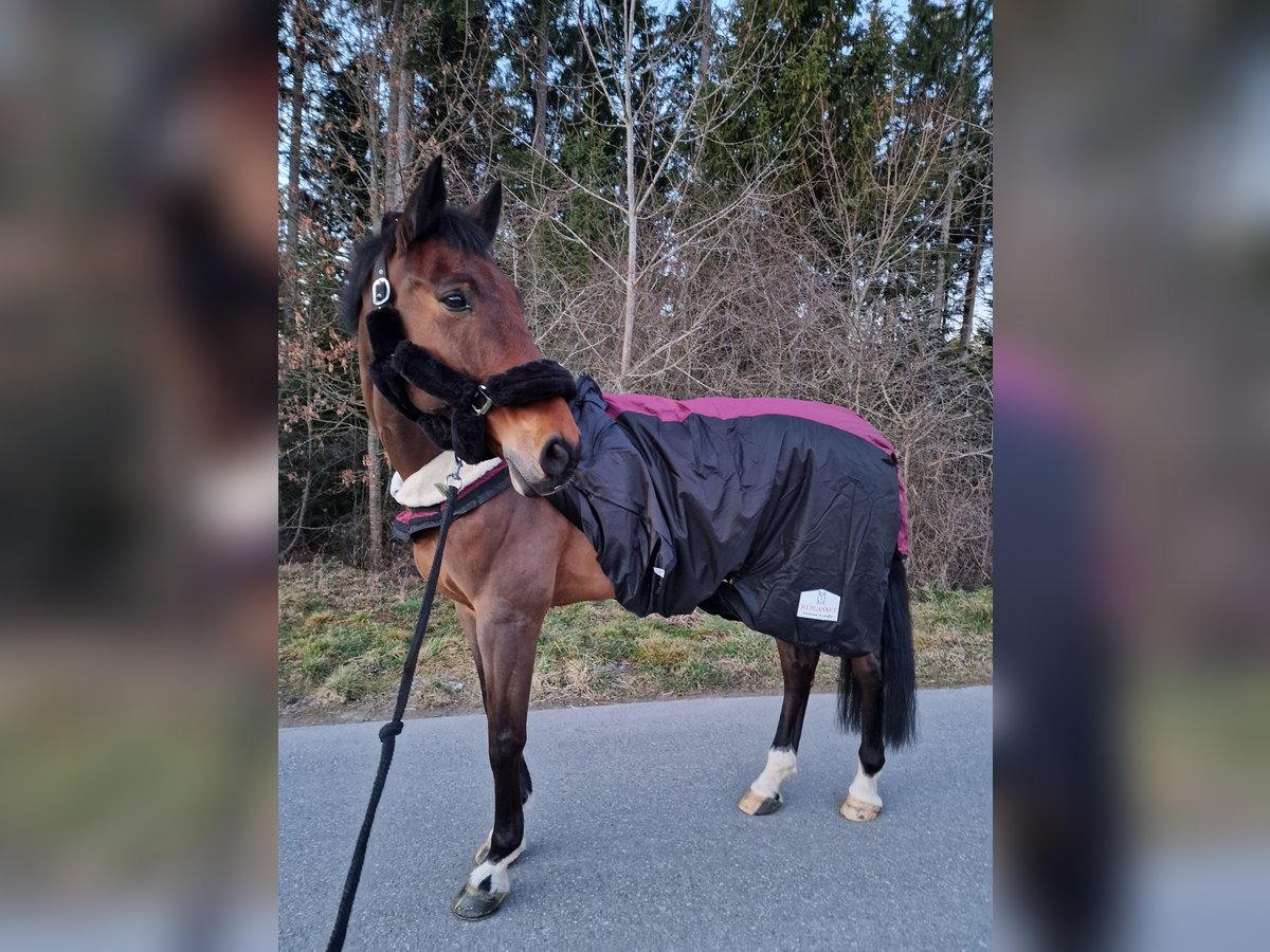 Bawarski koń gorącokrwisty Wałach 16 lat 178 cm Gniada in Altensteig